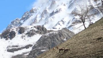 faune hautes-alpes